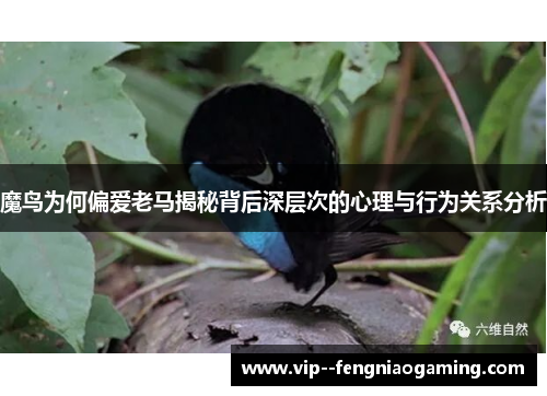 魔鸟为何偏爱老马揭秘背后深层次的心理与行为关系分析 魔鸟为何偏爱老马揭秘背后深层次的心理与行为关系分析